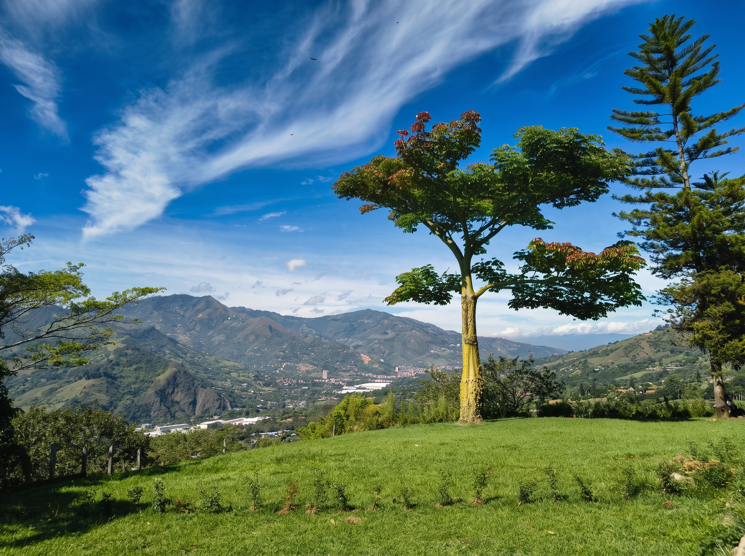 Lote del proyecto Limonar Reservado con árbol y vista a las montañas de Girardota